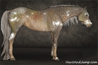 Horse Color:White Spotted Chocolate Palomino Sabino Rabicano