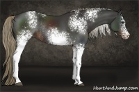 Horse Color:White Spotted Liver Chestnut Sabino Rabicano
