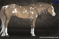 Horse Color:White Spotted Chocolate Palomino Sabino Splash 