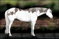 Horse Color:White Spotted Silver Black Splash