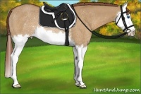 Horse Color:Red Dun Splash Rabicano