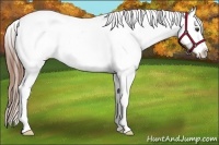 Horse Color:Chestnut Appaloosa 