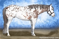 Horse Color:Bay Splash Appaloosa 