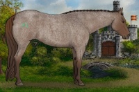 Horse Color:Liver Red Roan 