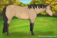 Horse Color:Buckskin 