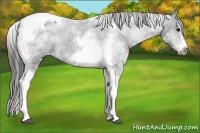 Horse Color:White Spotted Black Splash Tobiano Frame Varnish 