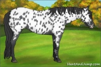 Horse Color:Blue Roan Appaloosa 