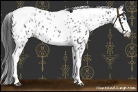Horse Color:White Spotted Black Splash Tobiano Frame Near Leopard 