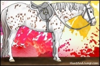 Horse Color:Bay Splash Appaloosa 