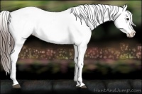 Horse Color:Grullo Blanket