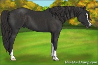 Horse Color:Liver Chestnut Sabino 