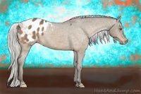 Horse Color:Silver Buckskin Appaloosa