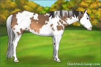 Horse Color:White Spotted Buckskin Sabino Splash 