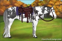 Horse Color:White Spotted Black Splash