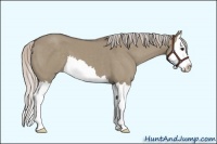 Horse Color:Silver Grullo Splash