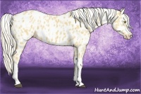 Horse Color:Palomino Near Leopard  and Palomino Near Leopard 