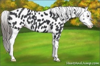 Horse Color:Black Appaloosa 