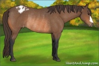 Horse Color:Buckskin Appaloosa Rabicano