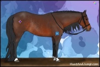 Horse Color:Bay Rabicano 