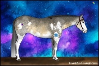 Horse Color:Buckskin Splash 