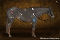 Horse Color:White Spotted Liver Chestnut 