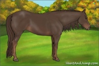 Horse Color:Liver Chestnut 