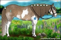 Horse Color:Liver Chestnut Splash 