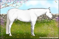 Horse Color:Chestnut Tobiano Appaloosa 