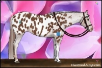 Horse Color:Chestnut Appaloosa