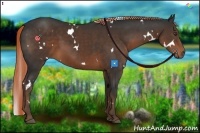 Horse Color:White Spotted Liver Chestnut 