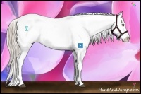 Horse Color:Chocolate Palomino Near Leopard 