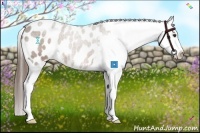 Horse Color:Liver Chestnut Appaloosa 