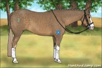 Horse Color:Chocolate Palomino Sabino 