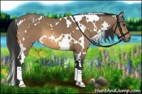 Horse Color:White Spotted Buckskin