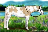Horse Color:White Spotted Palomino Dun Splash 
