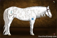 Horse Color:Chocolate Palomino Appaloosa 