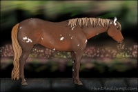 Horse Color:White Spotted Liver Chestnut 