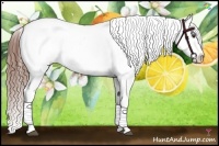 Horse Color:White Spotted Chestnut Varnish 