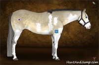 Horse Color:Buckskin Sabino Splash 