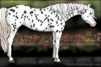 Horse Color:Liver Chestnut Appaloosa 