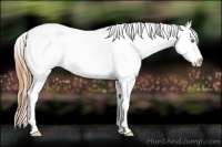 Horse Color:Amber Cream Champagne Roan Splash Tobiano Appaloosa Rabicano 