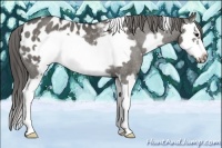 Horse Color:White Spotted Grullo Splash Frame Appaloosa Rabicano