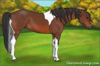 Horse Color:Bay Tobiano 