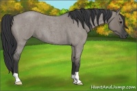 Horse Color:Grullo Roan 