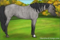 Horse Color:Grullo Roan 