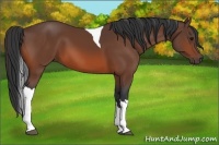Horse Color:Bay Tobiano 