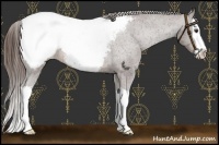 Horse Color:Liver Chestnut Splash Appaloosa 