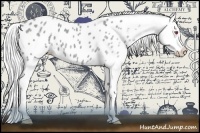 Horse Color:Silver Grullo Chinchilla Splash Appaloosa 