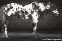 Horse Color:White Spotted Liver Chestnut Appaloosa