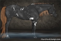 Horse Color:White Spotted Liver Chestnut Sabino 